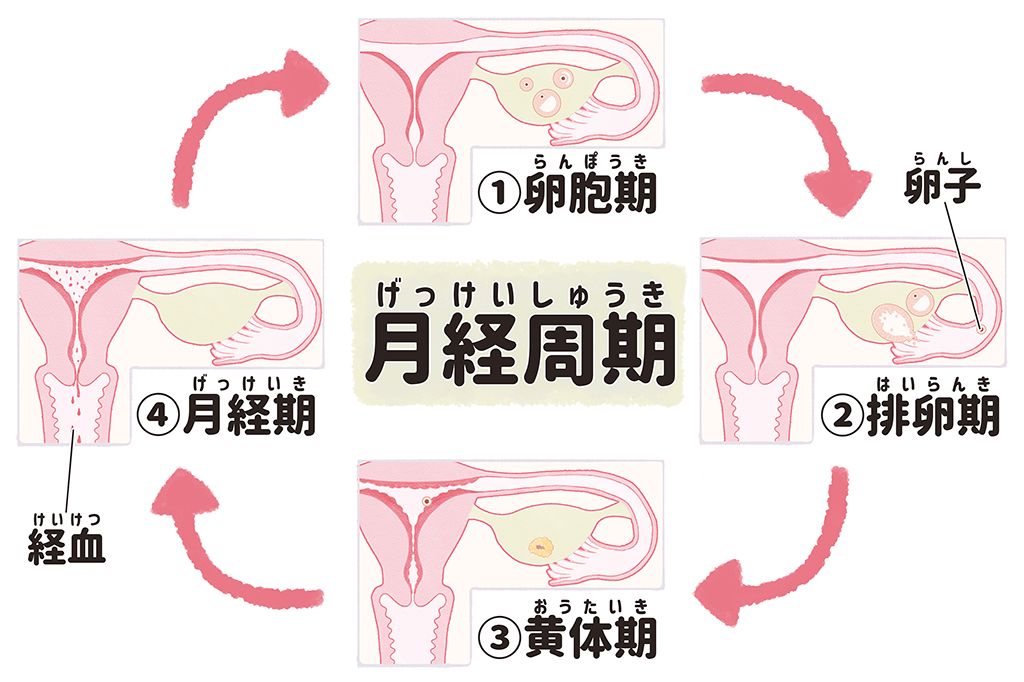 月経 生理 周期