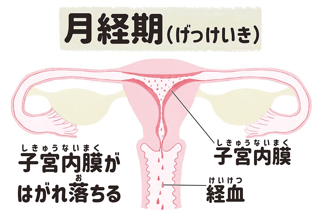 月経期　子宮　月経　生理