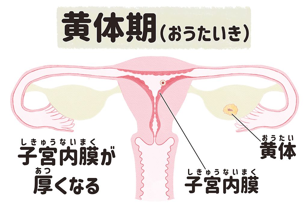 黄体期　子宮　月経　生理