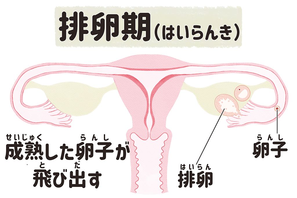 排卵期　子宮　月経　生理
