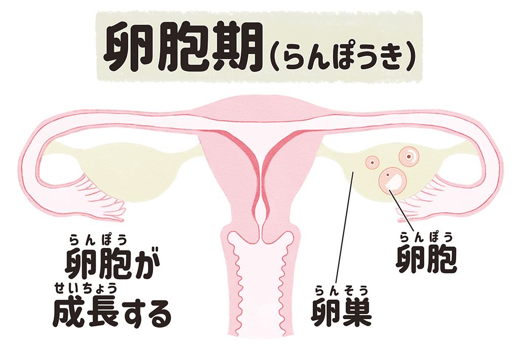 卵胞期　子宮　生理　月経