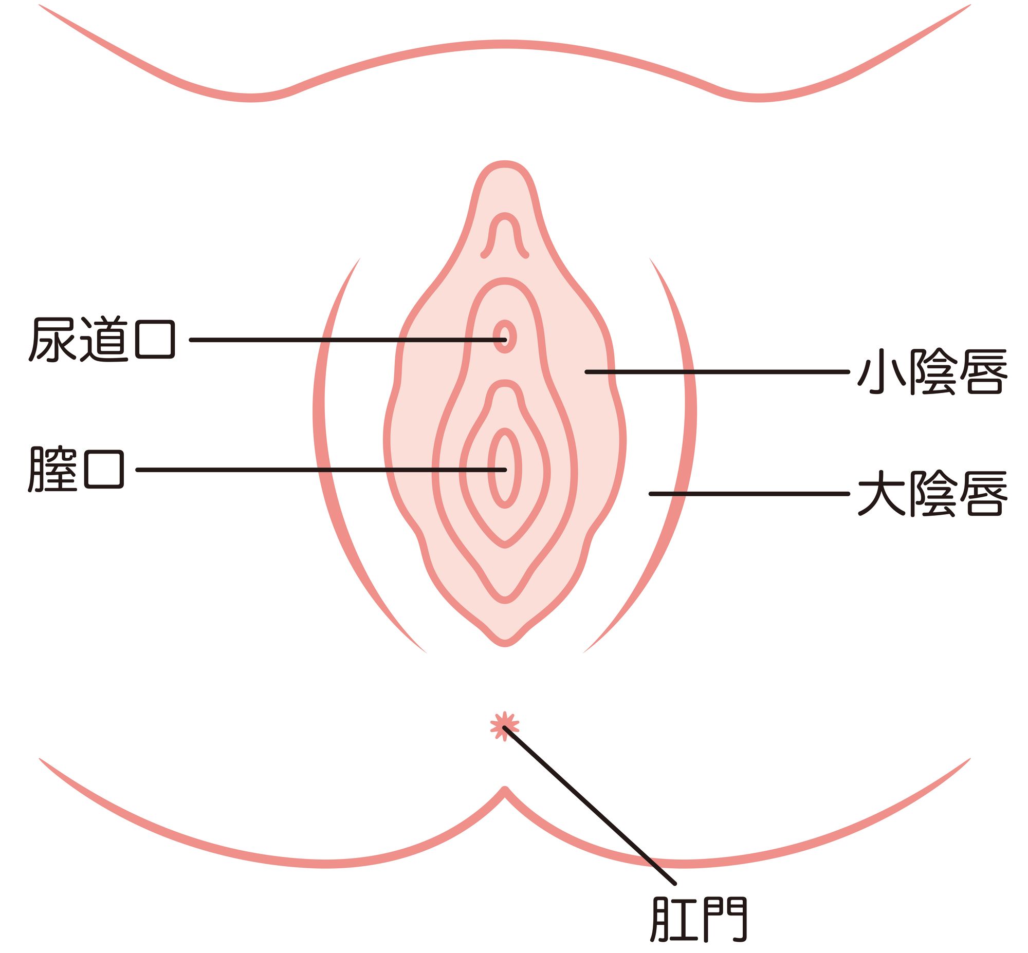 女性の外性器の各部名称イラスト