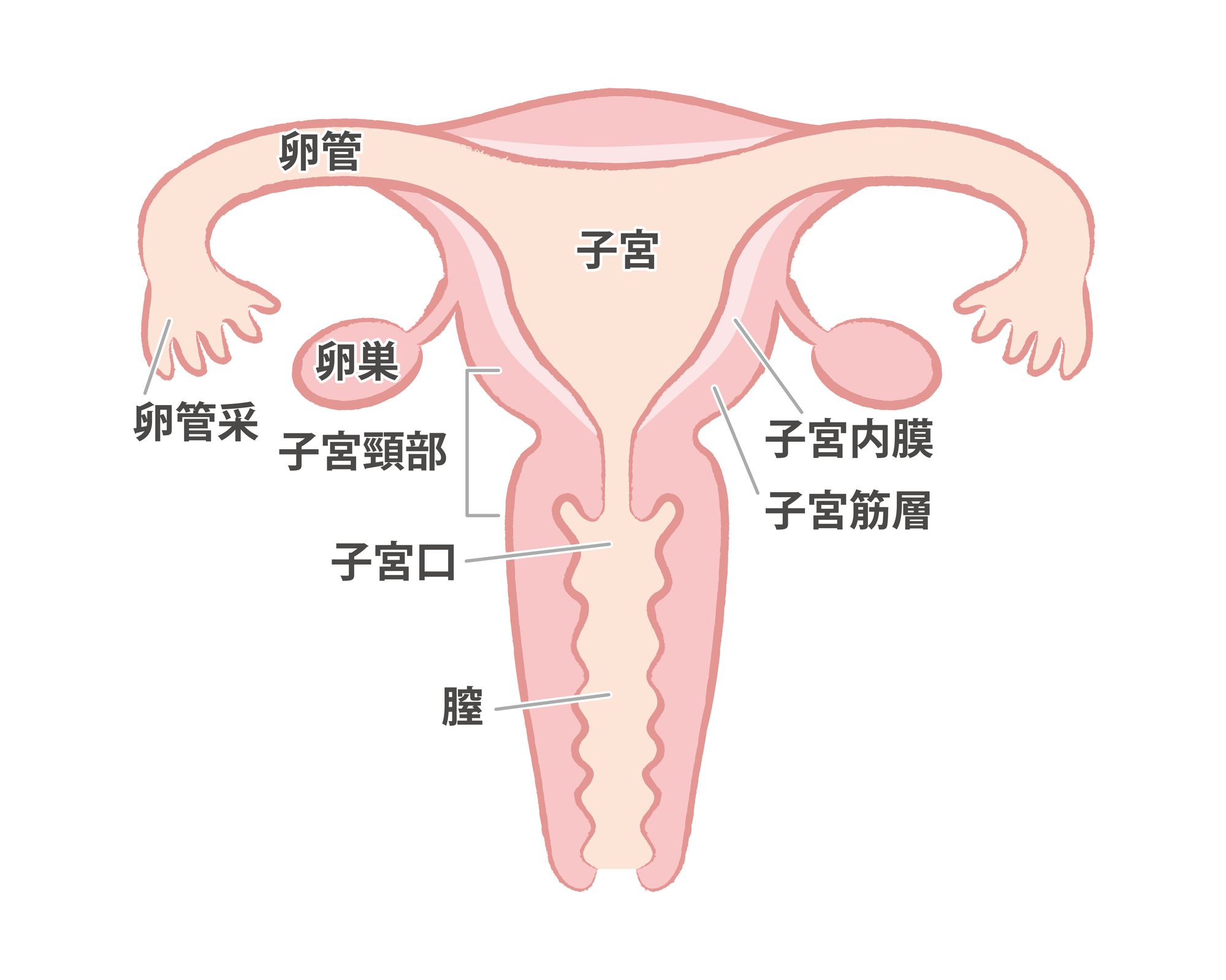 子宮と卵巣の各部位