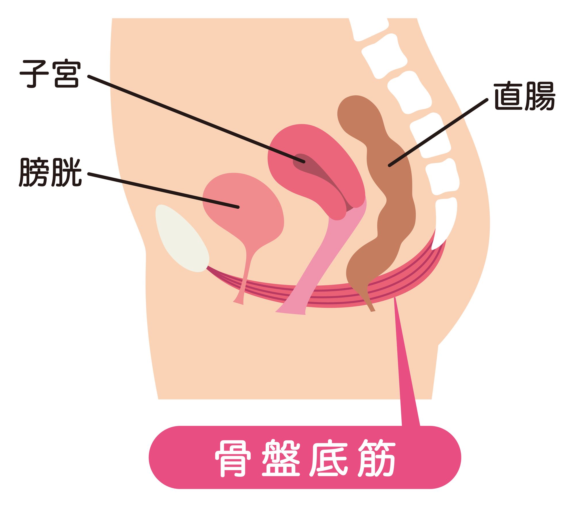 骨盤底筋、直腸、子宮、膀胱の位置関係のイラスト
