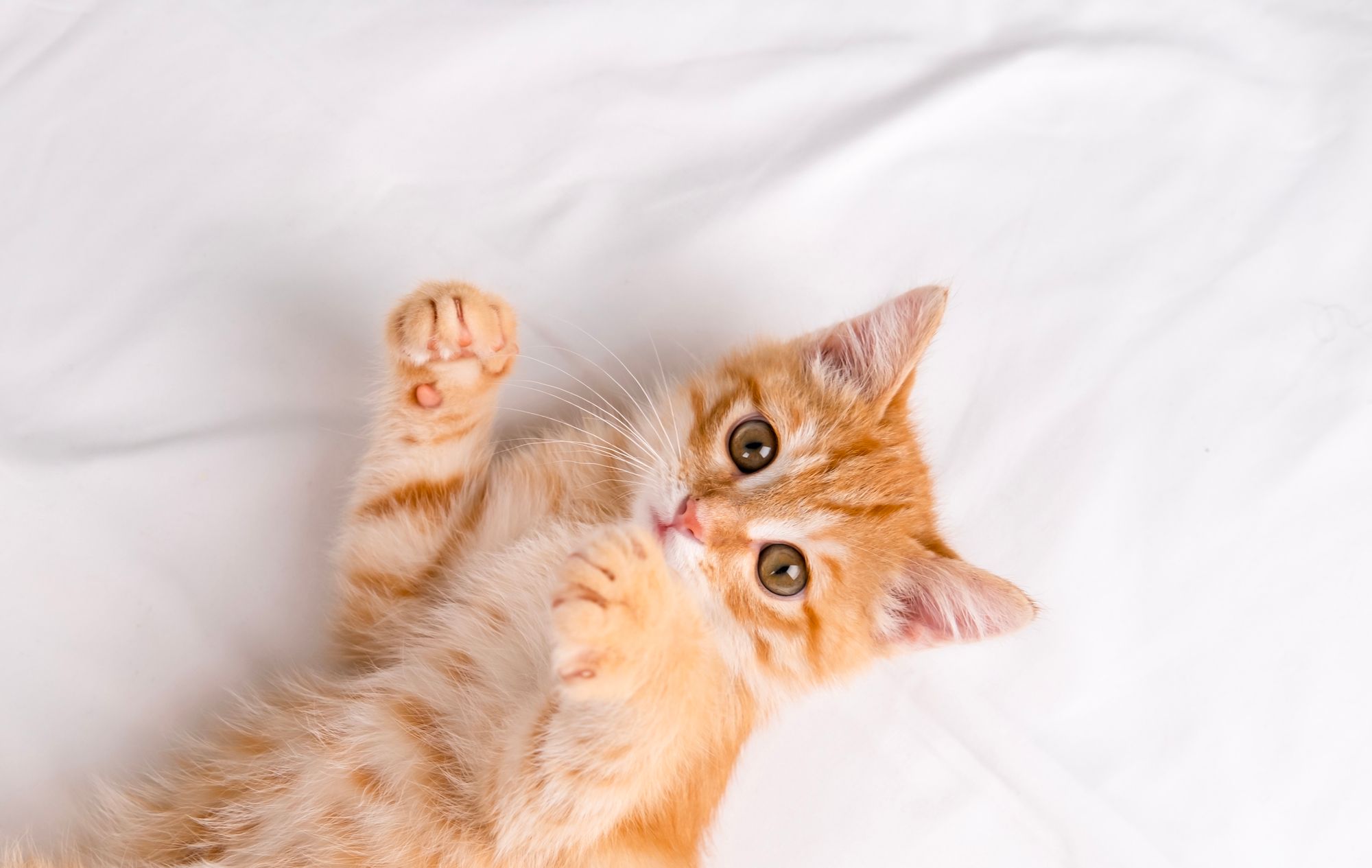 布団からこっちを見つめるねこ