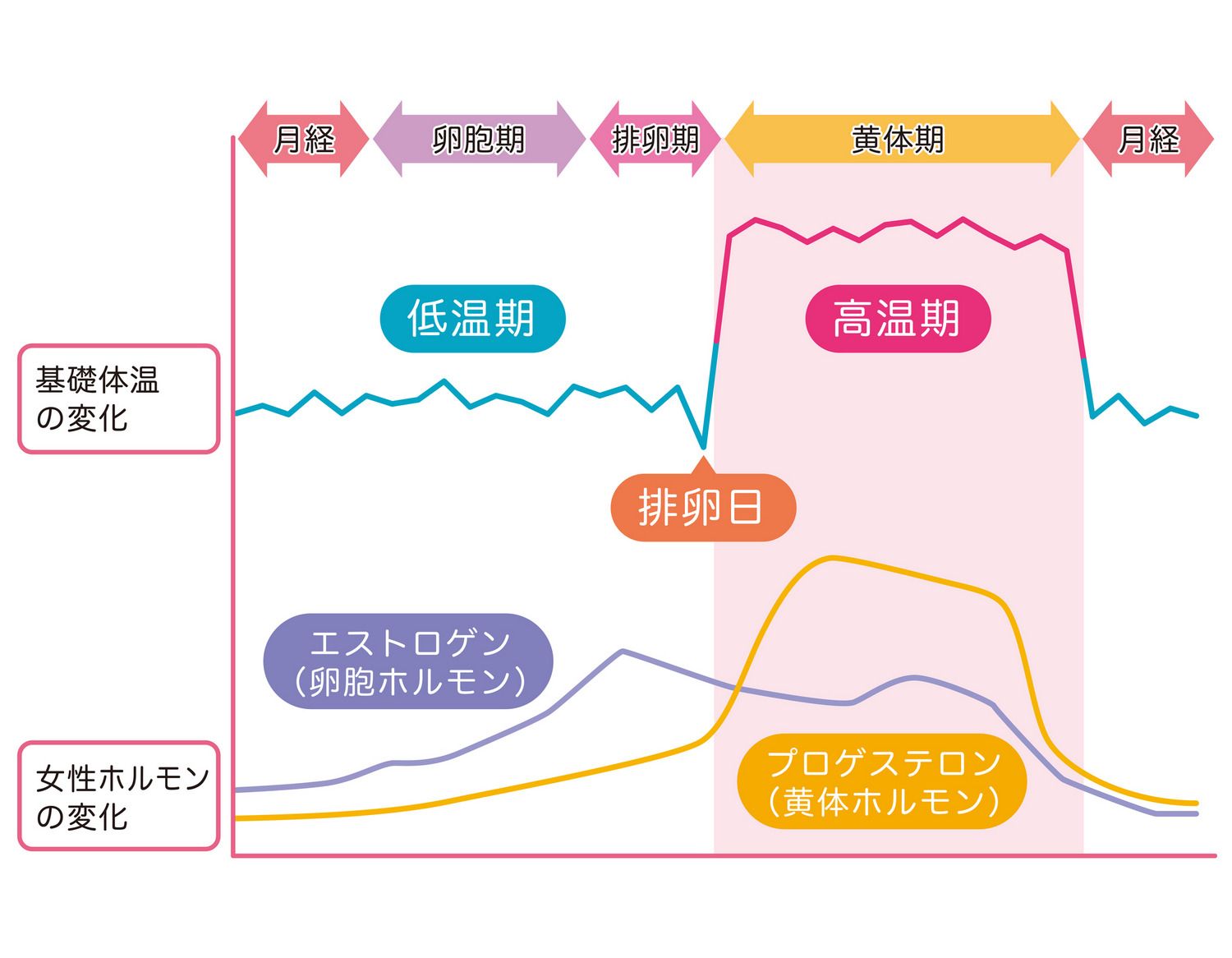 生理周期　排卵日　ホルモン