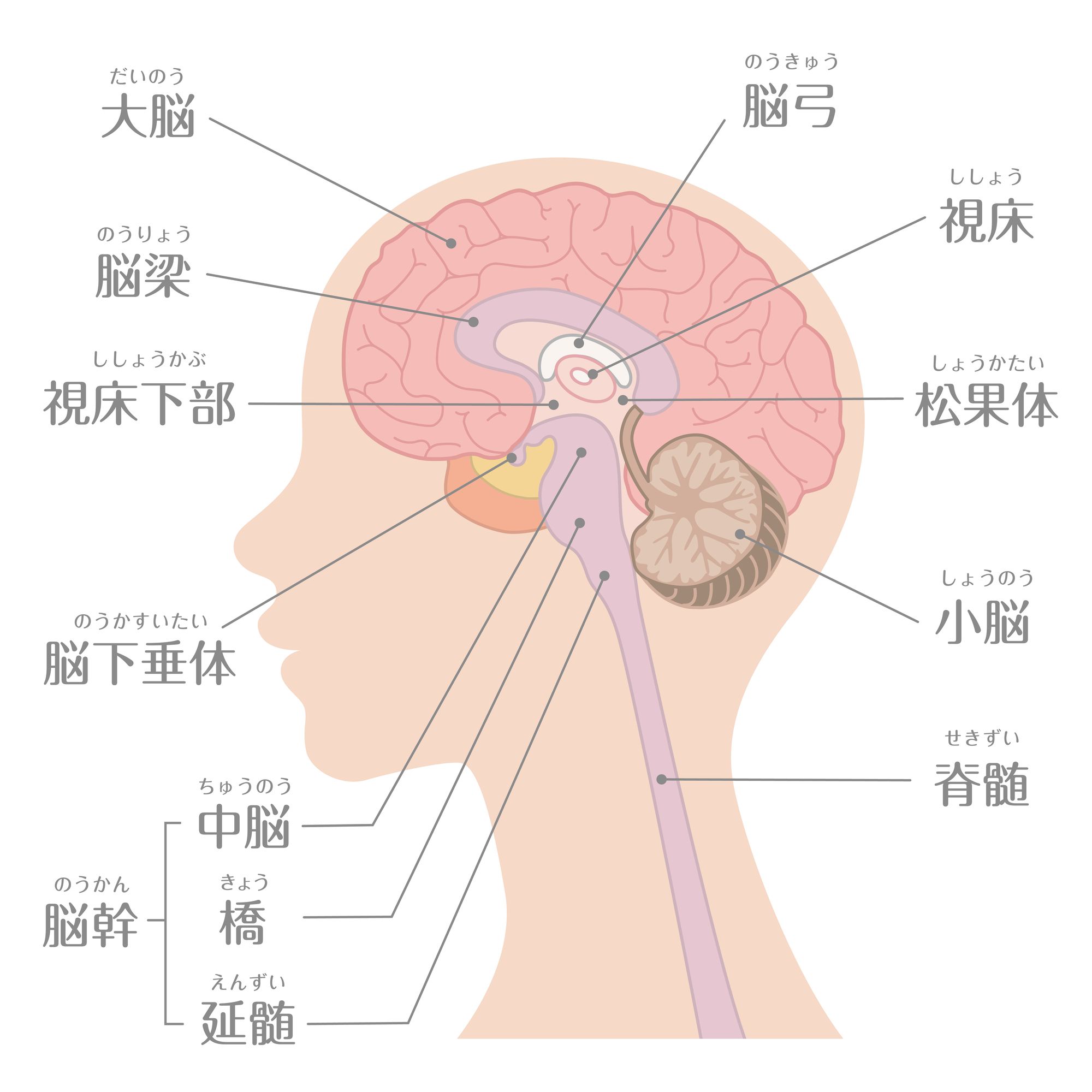 人間の脳の各部名称