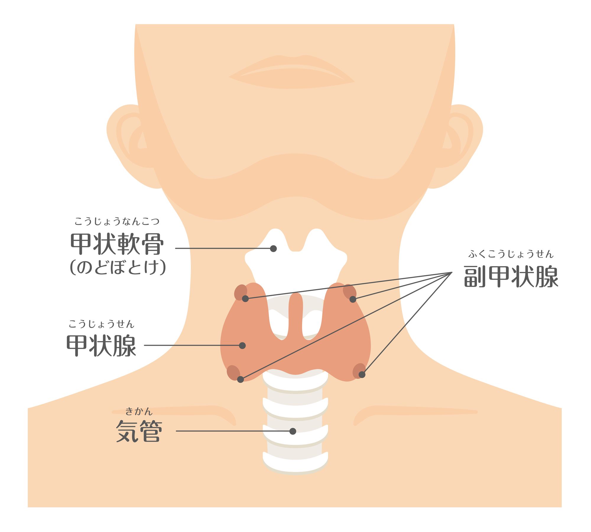 喉元にある甲状腺とその周囲にある器官の名称イラスト