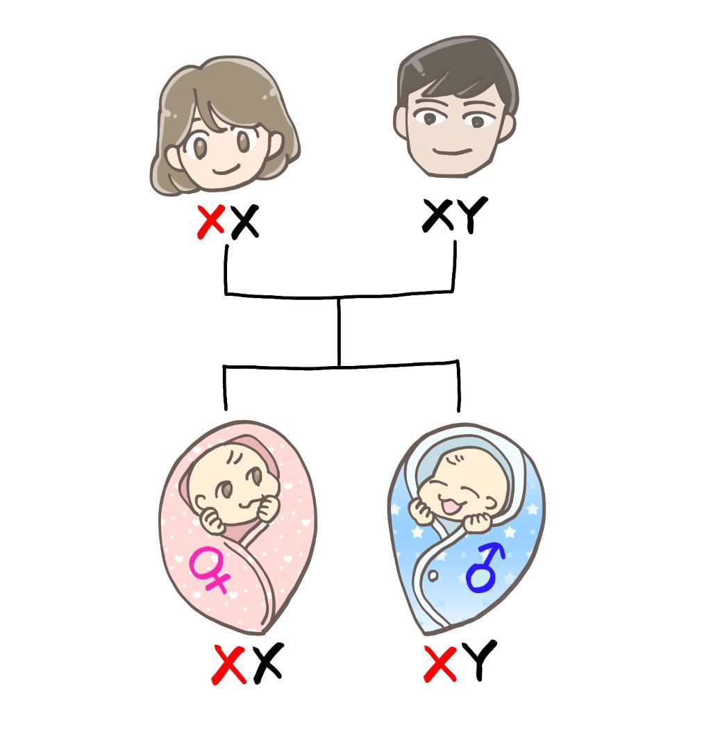 妊娠　産み分け　染色体
